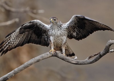 Bonelli's Eagle