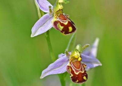 Bee Orchid