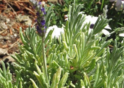 Beautiful plants surround the property