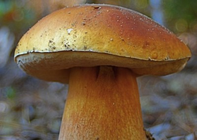 Boletus