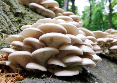 Oyster Mushroom