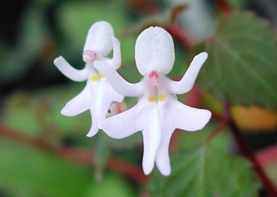 Naked Man Orchid