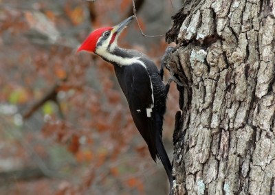 Woodpecker