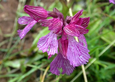 Pink Butterfly Orchid