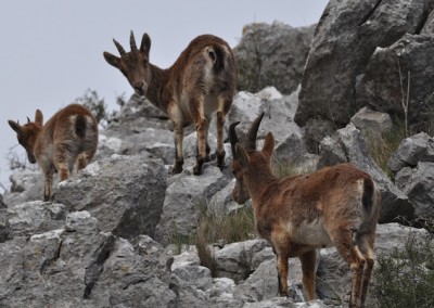 Spanish Ibex