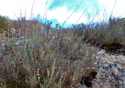 Wild oregano