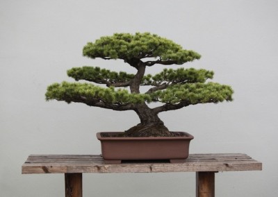 Bonsai cutting courses