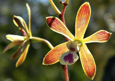 butterfly orchid