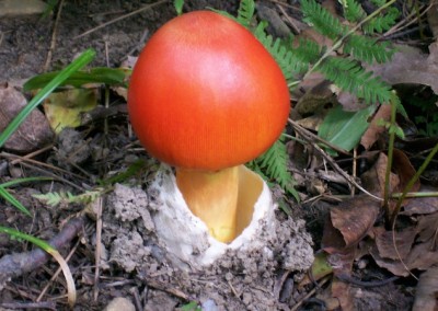 Caesar's Mushroom