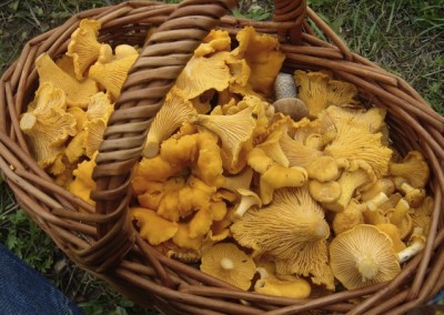 chanterelle Mushroom