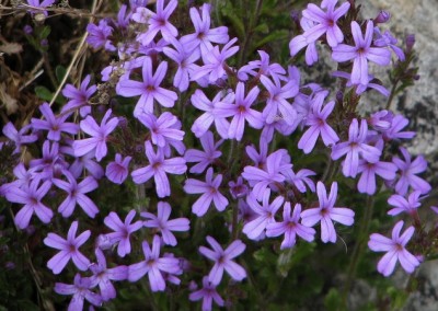 fairy foxglove