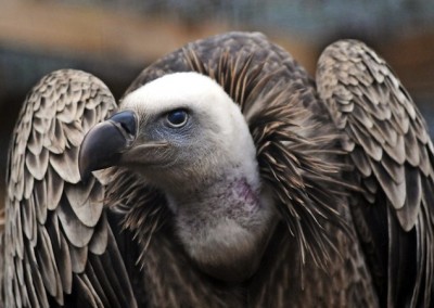 griffin vulture