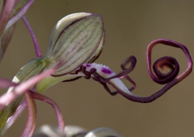 lizard orchid