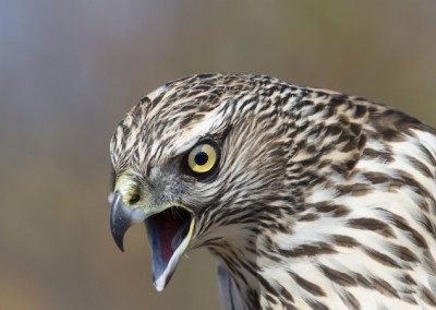 Goshawk