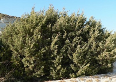 phoenician juniper