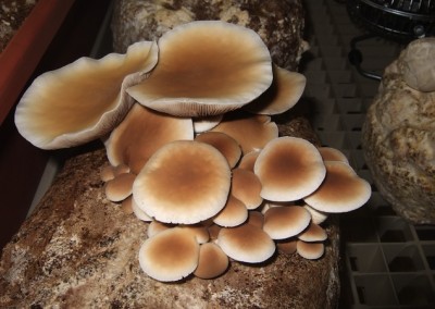 poplar mushroom