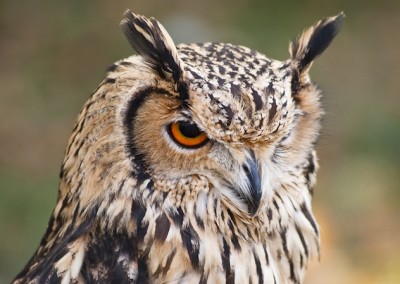 royal owl