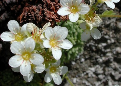 saxifrage