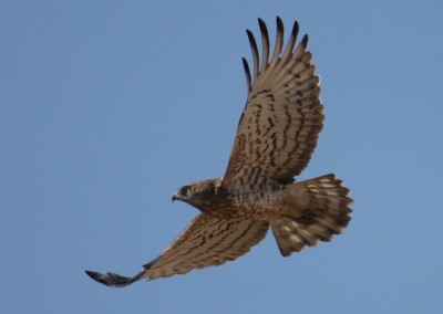 short toed eagle