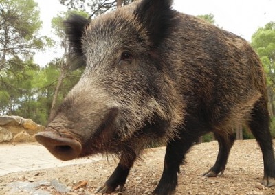 wild boar