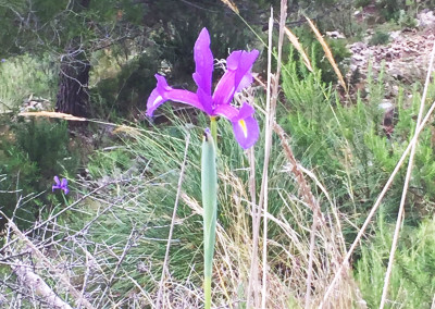 Spring bloom in the mountains